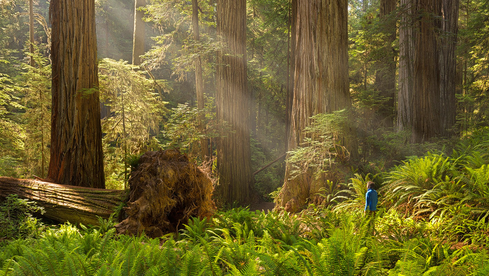 Redwoods California