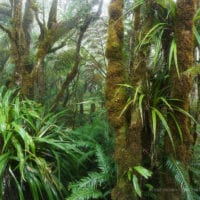 Forêt de Bébour, Réunion