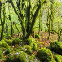 French Jura Forest